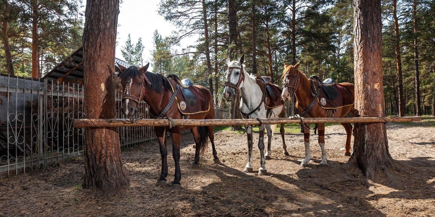 Отель Чайка Парк-отель 3*, Россия, Барнаул - описание, фото, отзывы, туры в  отель